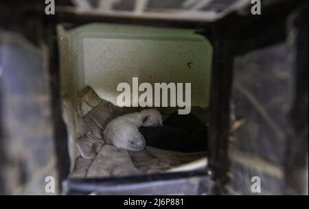 Detail of cat colony, litter of abandoned animals Stock Photo