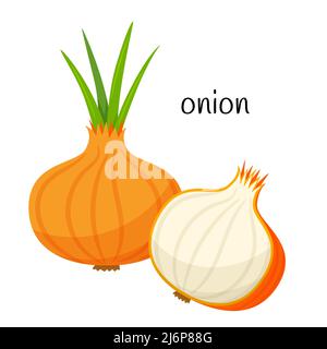 Onion whole and half in cross section. Vegetable, ingredient, food packaging design element, recipes, menu. Isolated on white vector illustration in f Stock Vector