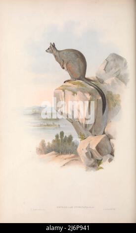 The unadorned rock-wallaby (Petrogale inornata) is a member of a group of closely related rock-wallabies found in northeastern Queensland, Australia. It is paler than most of its relatives and even plainer, hence its common name. Natural History artwork from the book ' The mammals of Australia ' by John Gould, 1804-1881 Publication date 1863 Publisher  London, Printed by Taylor and Francis, pub. by the author Volume 2 (1863) Stock Photo