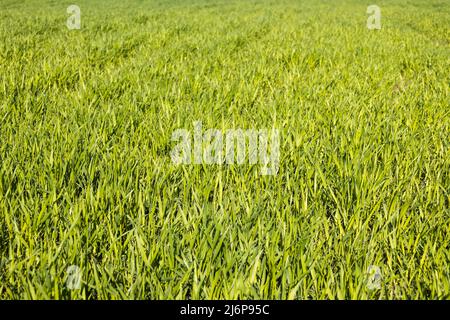 Green lawn freshly grass texture background Stock Photo