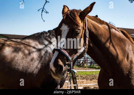 Portrait of a brown horse with a white forehead on a riding arena Stock Photo