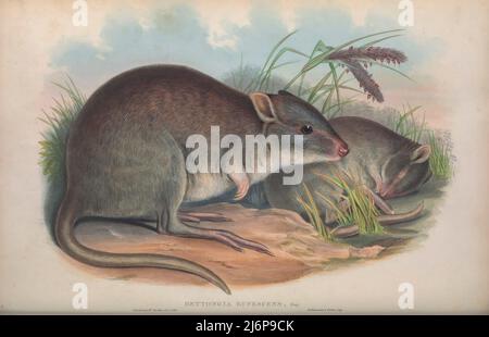 The rufous rat-kangaroo (Aepyprymnus rufescens), [Here as Rufous Jerboa-Kangaroo (Bettongia rufescens)] more commonly known as the rufous bettong, is a small marsupial species of the family Potoroidae found in Australia. It is not classified as threatened. The rufous bettong is about the size of a full-grown rabbit. Natural History artwork from the book ' The mammals of Australia ' by John Gould, 1804-1881 Publication date 1863 Publisher  London, Printed by Taylor and Francis, pub. by the author Volume 2 (1863) Stock Photo