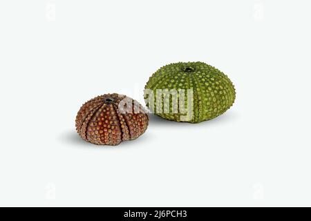 Sea urchin shell on white background. Studio shot. Stock Photo