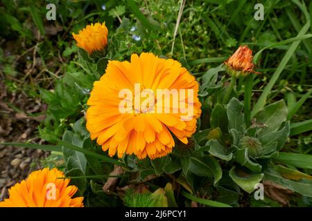 yellow and orange flowers of Calendula officinalis plant Stock Photo