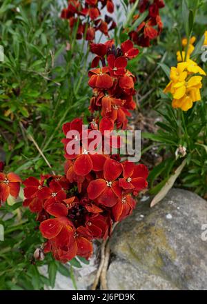 Erysimum cheiri  colorful flowers Stock Photo