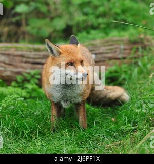 Red Fox Stock Photo