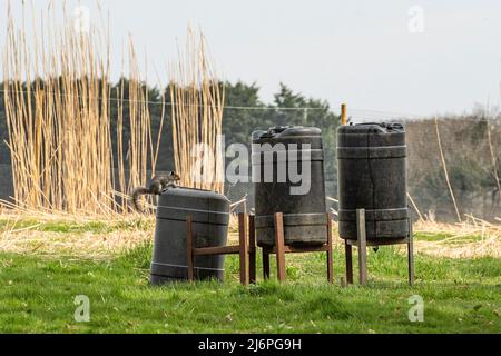 squirrel stealing from pheasant feeder Stock Photo