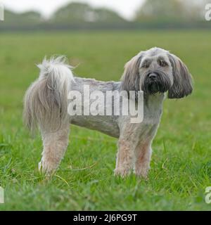 tibetan terrier dog in a pet trim Stock Photo