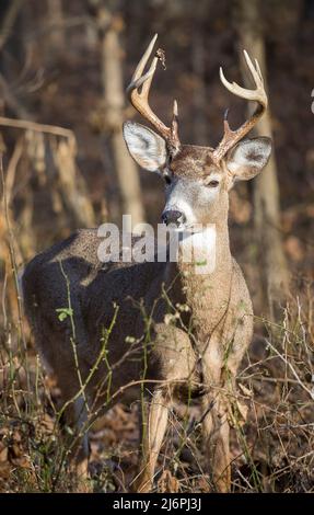 8 point Whitetail deer buck facing camera with the sun shining on him ...