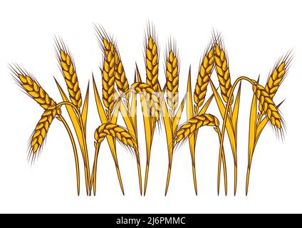 Bunch of wheat. Agricultural image with natural golden ears of barley or rye. Stock Vector