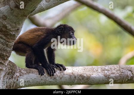 Mantled Howler Monkey, Alouatta palliata Stock Photo