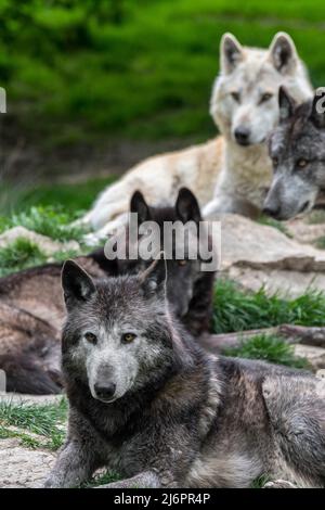 Pack of black and white Northwestern wolves / Mackenzie Valley wolf / Canadian / Alaskan timber wolves (Canis lupus occidentalis) resting in forest Stock Photo