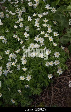 Wood anemone in early Spring Stock Photo