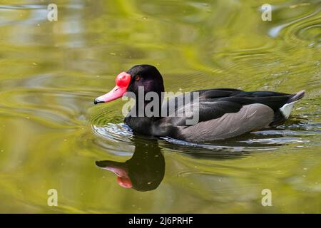 Rosy-billed pochard / rosybill / rosybill pochard (Netta peposaca) male swimming in lake, diving duck endemic to South America Stock Photo