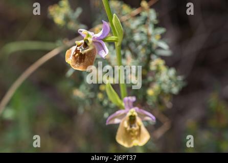 Flowers of Bishop's Orchid (Ophrys episcopalis) which Kew says is a synonym of Ophrys holosericea subsp. holosericea Stock Photo