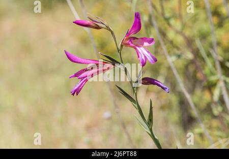 Flowering Gladiolus italicus Stock Photo