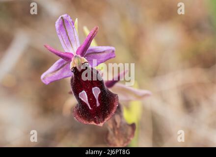 Flower of the Horseshoe Orchid (Ophrys ferrum-equinum) Stock Photo