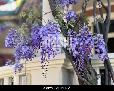 Beautiful blooming blue wisteria flowers seen cascading in Spring in Savannah, Georgia, USA, a southeastern United States slow travel destination. Stock Photo