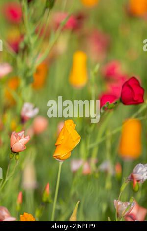 Poppies and other wildflowers on a sunny summers day Stock Photo