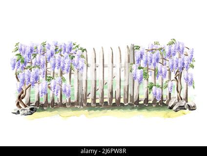 Fence with a climbing Wisteria blossom plant. Hand  drawn watercolor  illustration isolated on white background Stock Photo