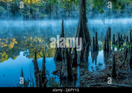USA, Texas, Caddo lake , Bald Cypress knees Stock Photo