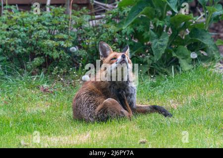 Urban fox (Vulpes vulpes) in a back garden sitting on the grass and scratching, urban wildlife, Hampshire, England, UK Stock Photo