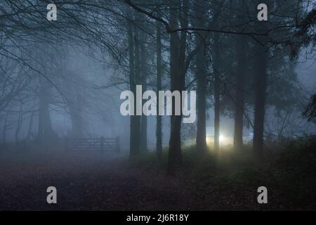 early morning mist with car head lights through the pine trees Stock Photo
