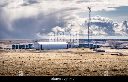 Cattle graze near a wind shelter on a rural prairie harvested field near a farm yard and cell phone tower in Rocky View County Alberta Canada . Stock Photo