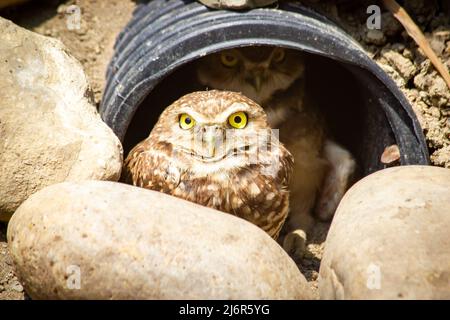A baby burrowing owl and sibling hiding in a makeshift shelter at the Birds of Prey Center in Coaldale Alberta Canada. Stock Photo