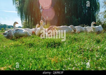 Flock of white and gray geese in green grass under willows. Sun glare. Several waterfowl graze Stock Photo