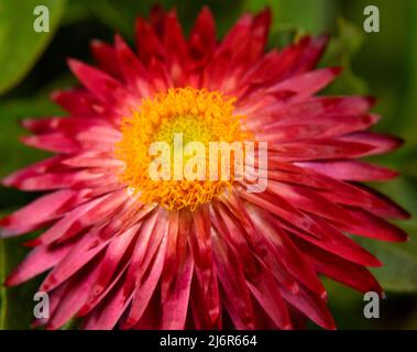 Mohave Purple Red Straw Flower (Bracteantha bracteata) showing red petals and yellow center with green background. Stock Photo