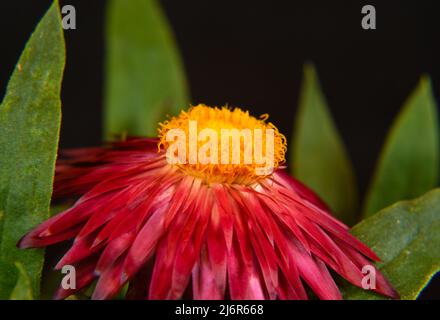 Mohave Purple Red Straw Flower (Bracteantha bracteata) showing red petals and yellow center with green background. Stock Photo