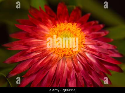 Mohave Purple Red Straw Flower (Bracteantha bracteata) showing red petals and yellow center with green background. Stock Photo