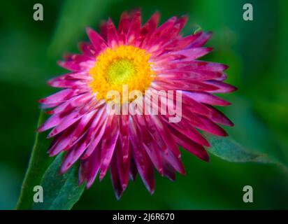 Mohave Purple Red Straw Flower (Bracteantha bracteata) showing red petals and yellow center with green background. Stock Photo