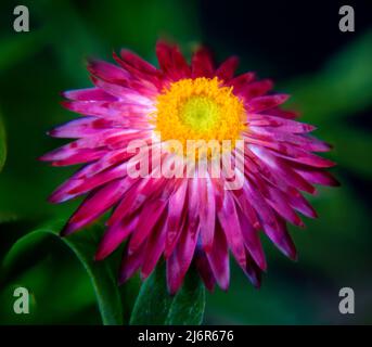 Mohave Purple Red Straw Flower (Bracteantha bracteata) showing red petals and yellow center with green background. Stock Photo