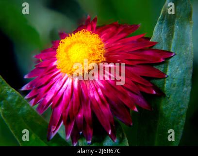 Mohave Purple Red Straw Flower (Bracteantha bracteata) showing red petals and yellow center with green background. Stock Photo