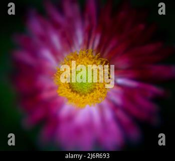 Mohave Purple Red Straw Flower (Bracteantha bracteata) with yellow center in focus and purple petals serving as out of focus background Stock Photo