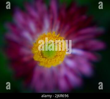 Mohave Purple Red Straw Flower (Bracteantha bracteata) with yellow center in focus and purple petals serving as out of focus background Stock Photo