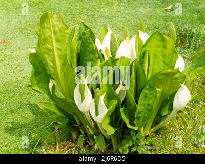 White spring spathes of the Asian skunk cabbage, Lysichiton camtschatcensis, by the water's edge Stock Photo