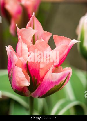 Pink, green and white flower of the spring blooming viridiflora tulip 'China Town' Stock Photo