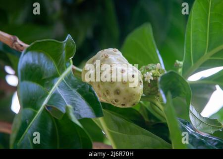 Noni (Morinda citrifolia) Morinda citrifolia is a fruit-bearing tree in the coffee family, Rubiaceae. Its native range extends across Southeast Asia Stock Photo