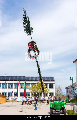 Strengberg: young men put up the maypole in Mostviertel, Niederösterreich, Lower Austria, Austria Stock Photo