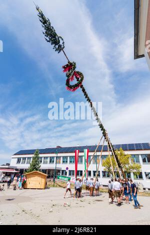 Strengberg: young men put up the maypole in Mostviertel, Niederösterreich, Lower Austria, Austria Stock Photo