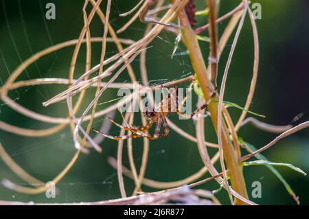Spider on dry grass. Insect spider in nature. A spider in the grass. Stock Photo