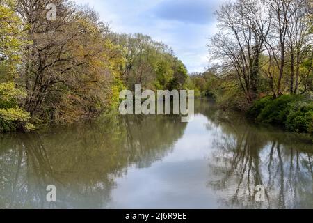 Lush green foliage along Lower Avon River, viewed from a Bath City Cruise boat towards Bathampton, Bath, Somerset, England. Stock Photo