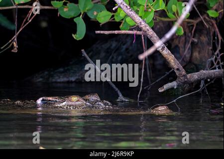 Close-up of Mugger or Indian or marsh crocodile in a river Stock Photo