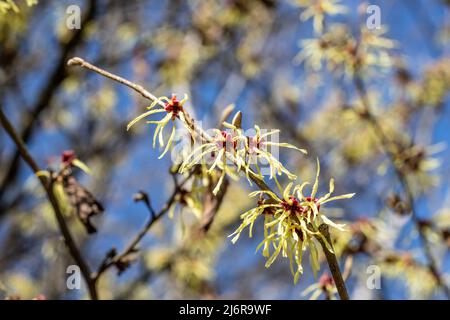 selective focus on one branch of a yellow spidery flowered tree like bush called witch hazel or hamamelis x intermedia Stock Photo