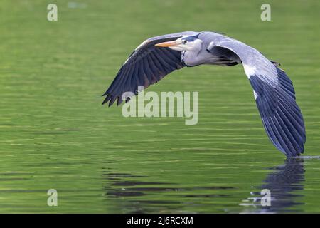 Close up of a Grey Heron skimming the water with one wing touching the water Stock Photo