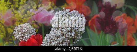 Decorative onion in the spring garden, gentle natural background. Stock Photo