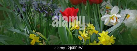 Beautiful close-up of spring garden with daffodils, tulips, lilacs and other spring flower lit by the warm spring sun. Tulips and daffodils in the spr Stock Photo